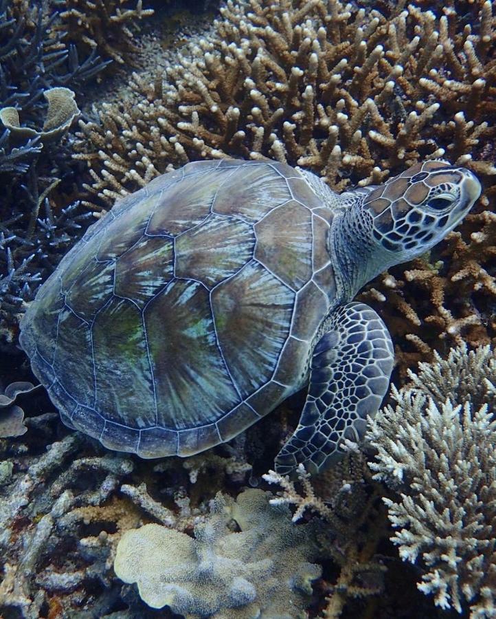 Deepsky Villa Karimunjawa Buitenkant foto