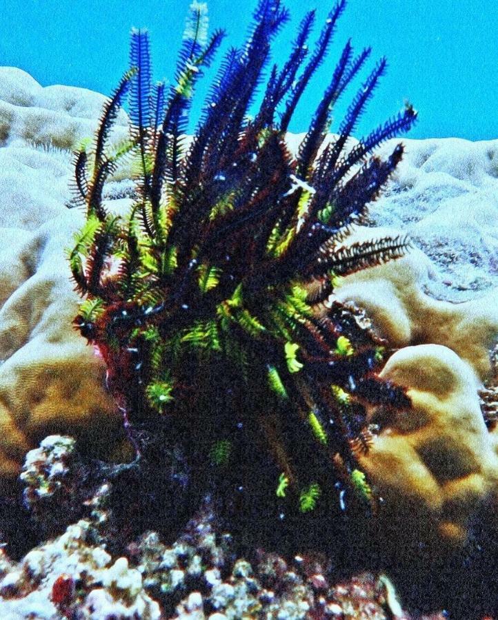 Deepsky Villa Karimunjawa Buitenkant foto