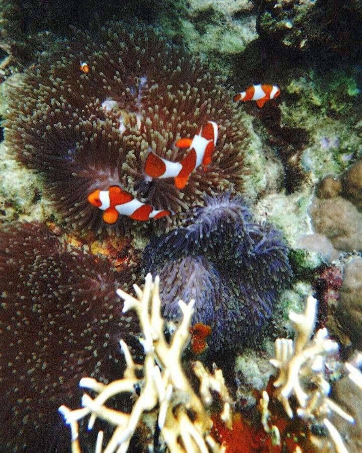 Deepsky Villa Karimunjawa Buitenkant foto